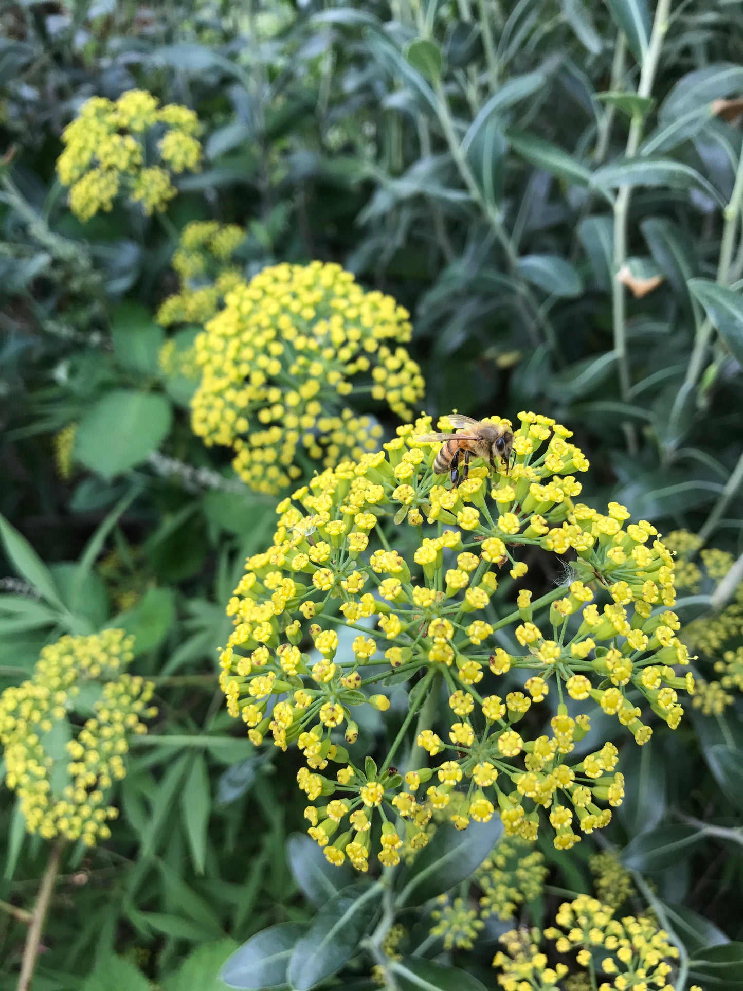 Bupleurum fruticosum