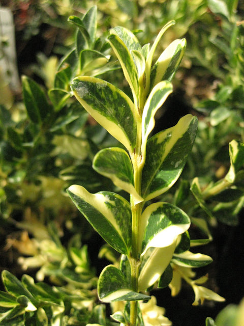 *RETAIL - Buxus sempervirens 'Golden Swirl'