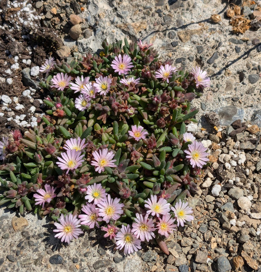 *RETAIL - Delosperma sp. 'Beaufort West'
