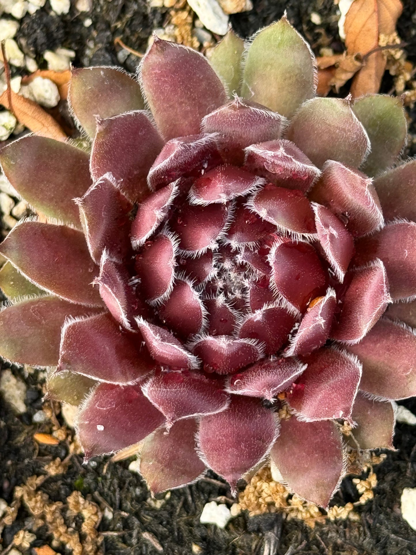 Sempervivum 'Greyfriars'