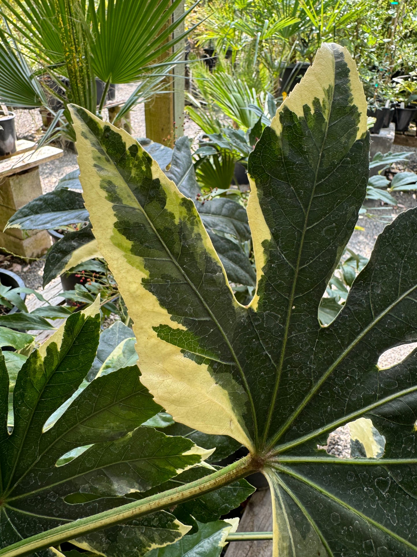 *RETAIL - Fatsia japonica ‘Variegata'