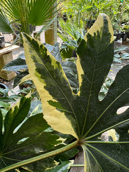 *RETAIL - Fatsia japonica ‘Variegata'