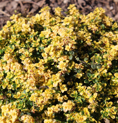 *RETAIL - Thymus 'Doone Valley'