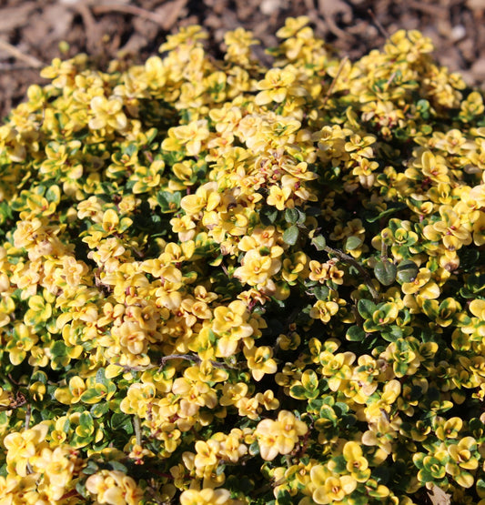 Thymus doerfleri 'Doone Valley'