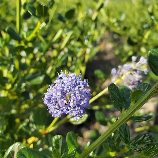 *RETAIL - Ceanothus thyrsiflorus 'Victoria'