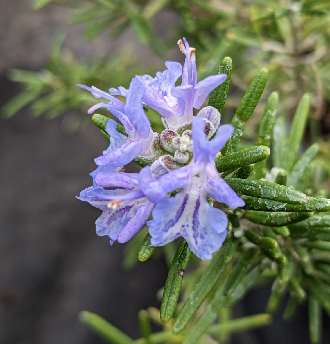 *RETAIL - Rosmarinus officinalis 'Calvor's Sicilian'