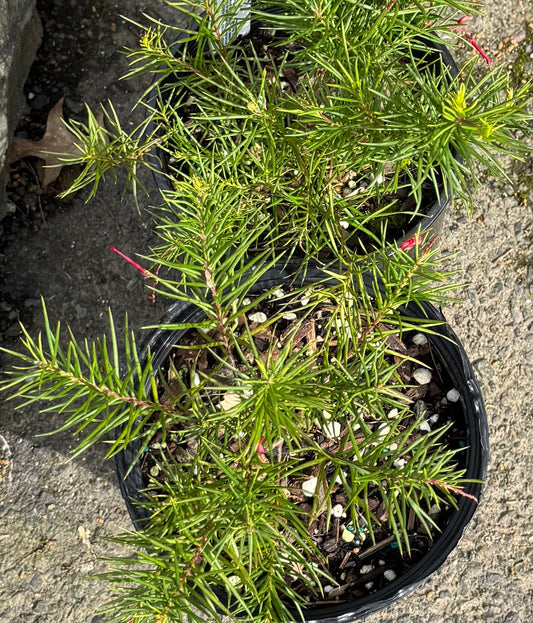 *RETAIL - Grevillea x 'Noellii'