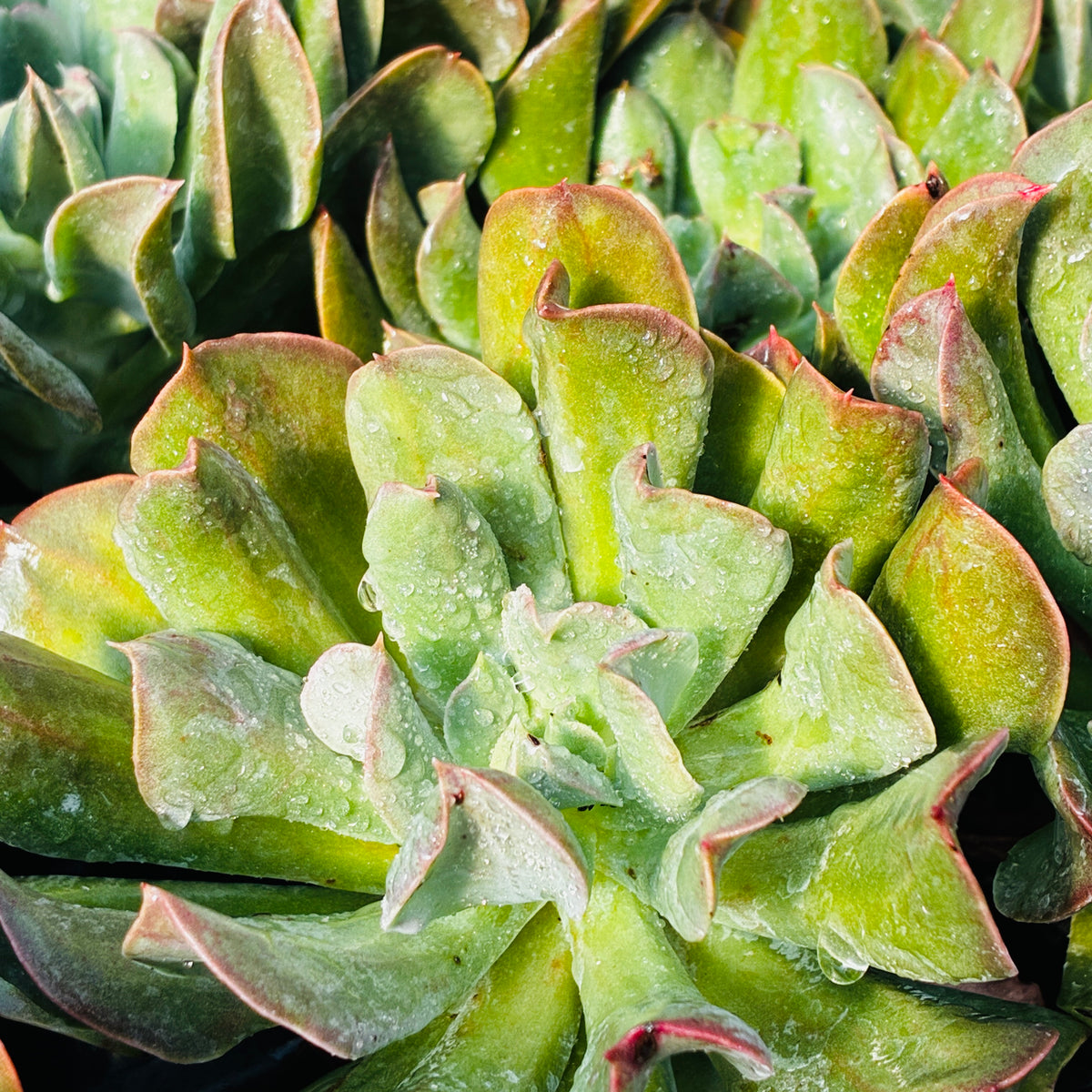*RETAIL - Echeveria 'Dark Vader'