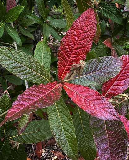 *RETAIL - Quercus rysophylla 'JF GDN'