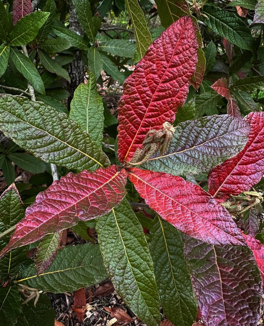Quercus rysophylla 'JF GDN'