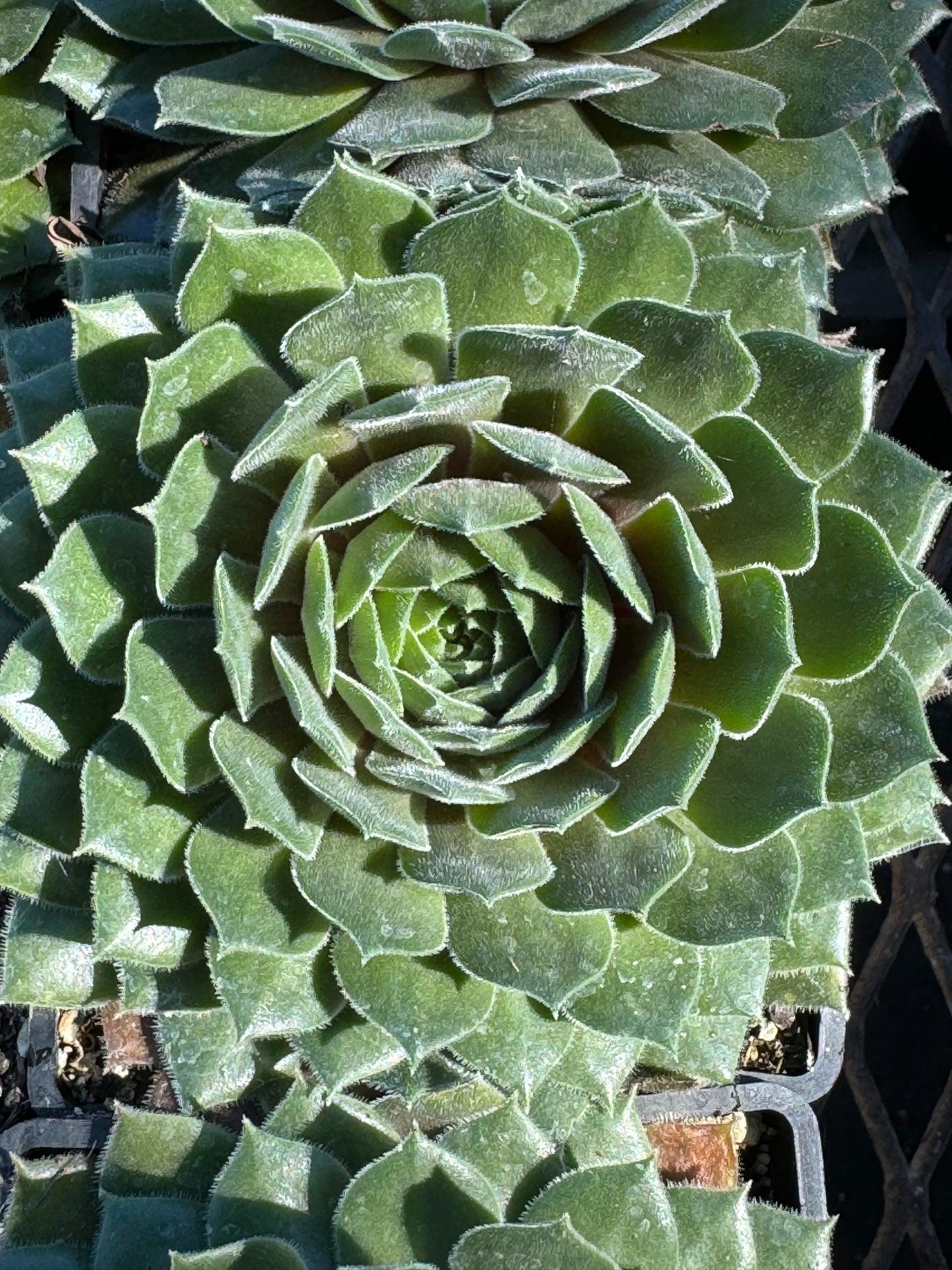 *RETAIL - Sempervivum 'Kristina'