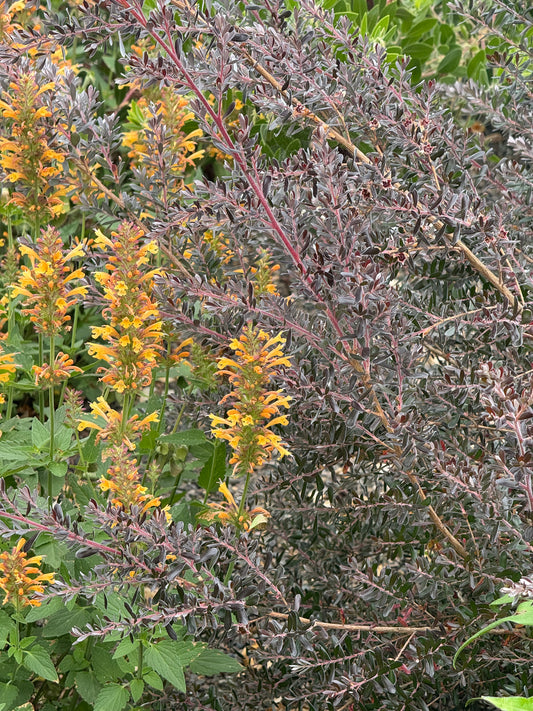 *RETAIL - Leptospermum lanigerum [purple leaf form]