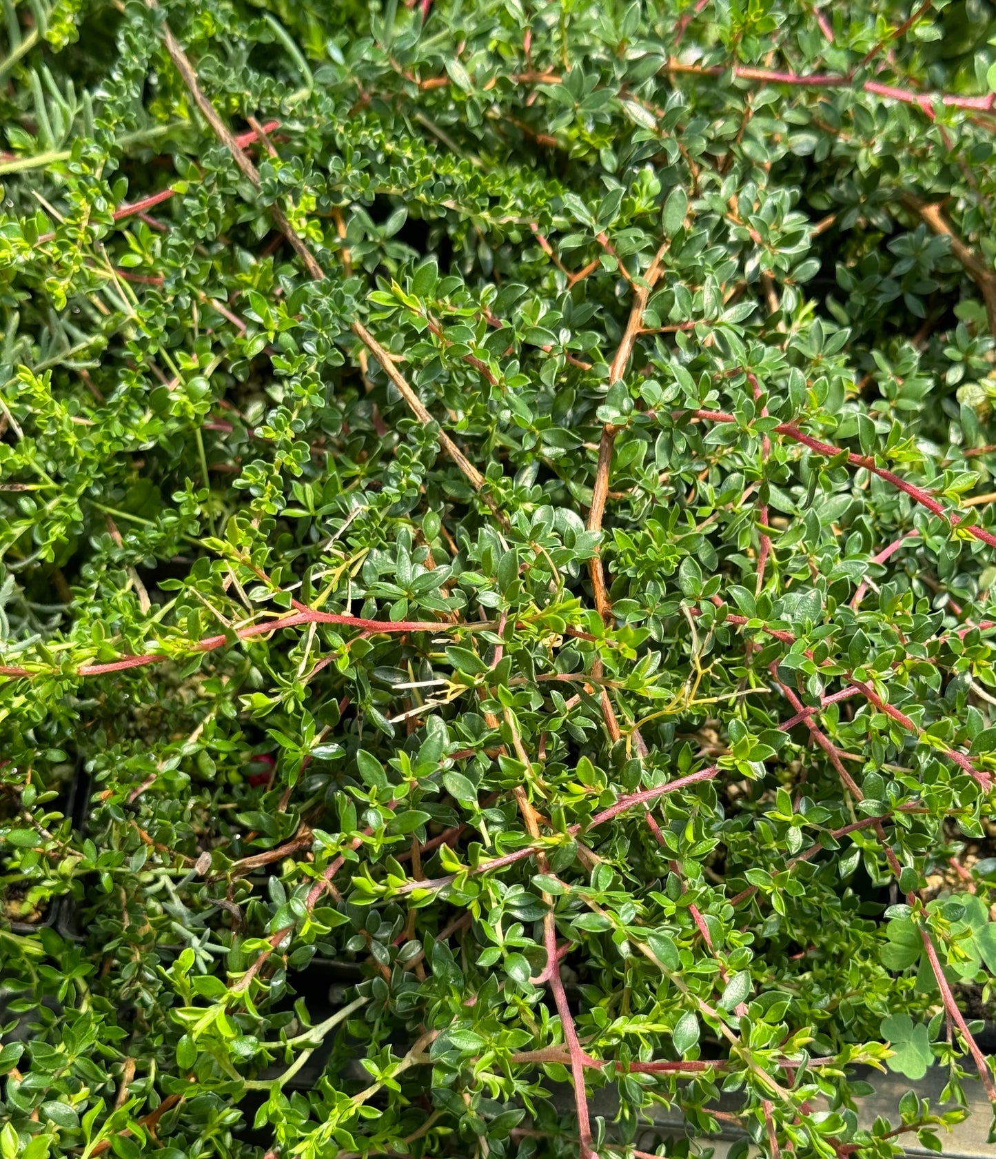 Leptospermum humifusum