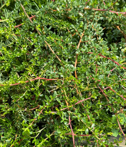 Leptospermum humifusum