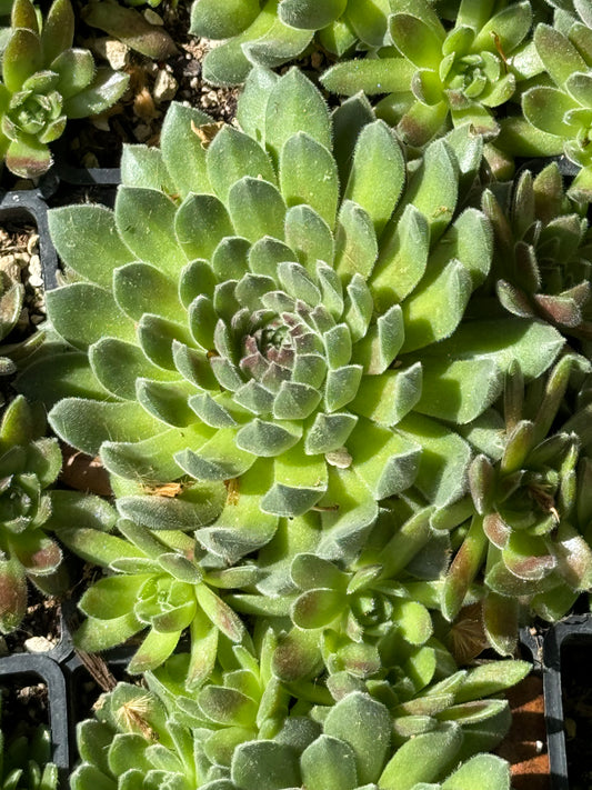 *RETAIL - Sempervivum 'Pacific Rim'