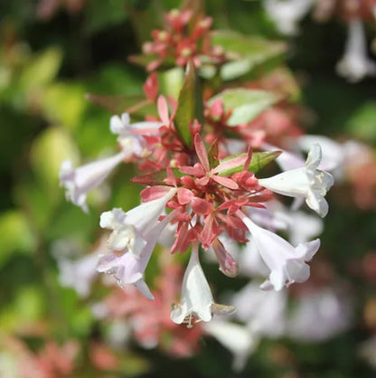*RETAIL - Abelia x grandiflora 'Francis Mason'