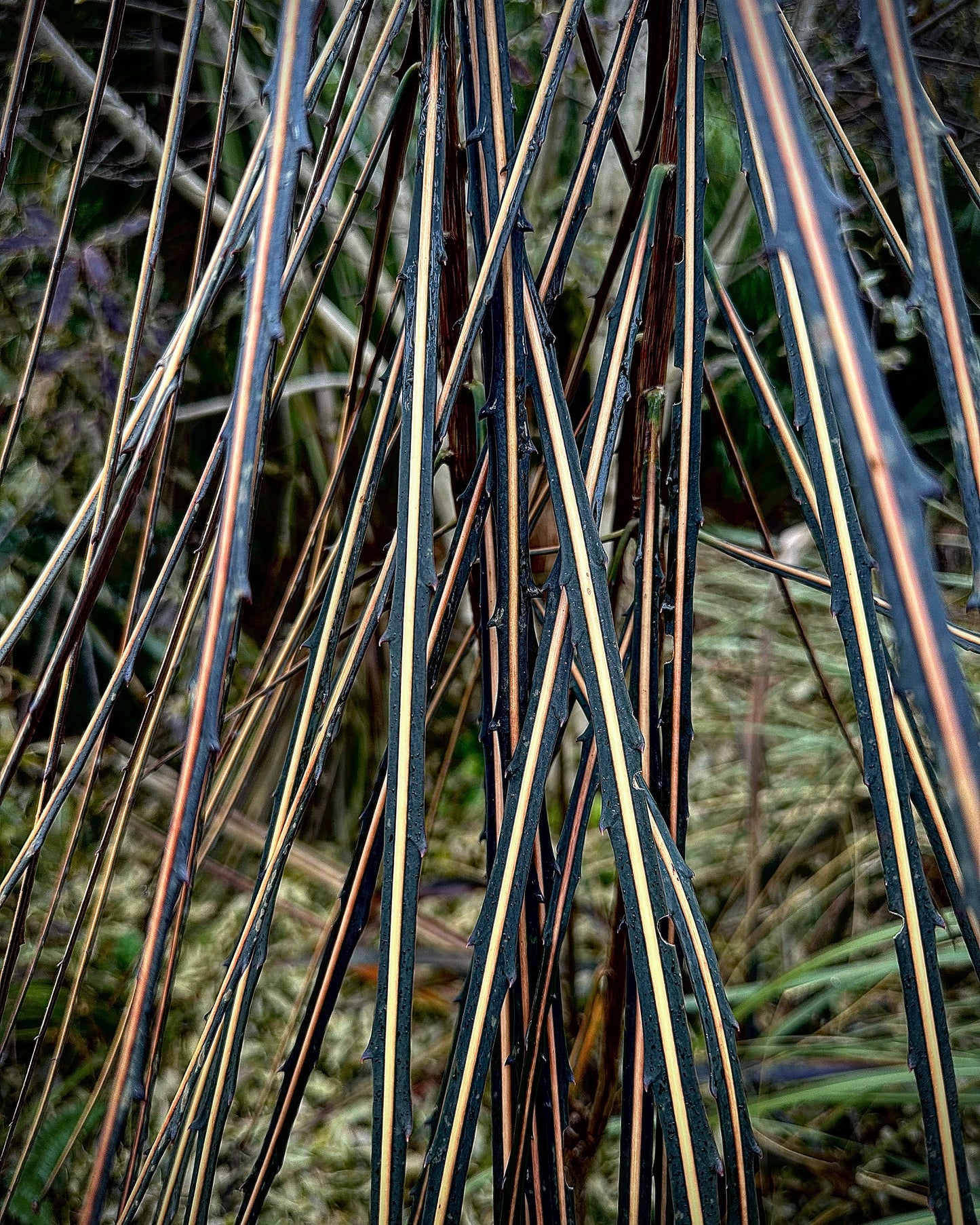 Pseudopanax crassifolius