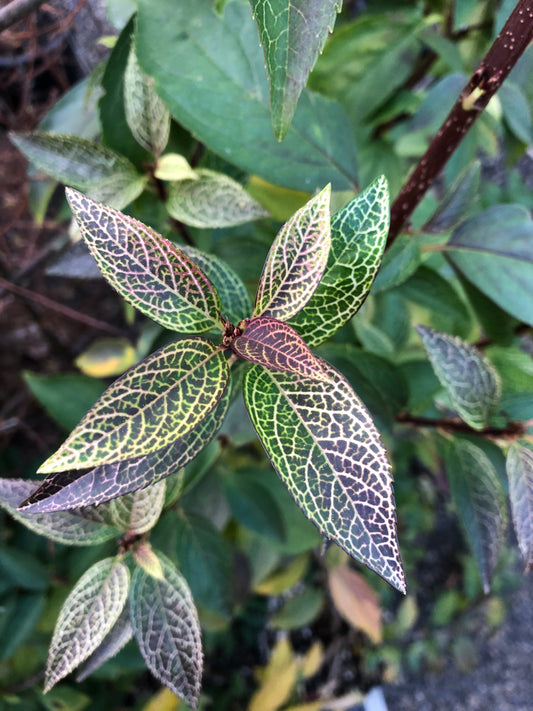 *RETAIL - Forsythia viridissima var. koreana 'Kumson'