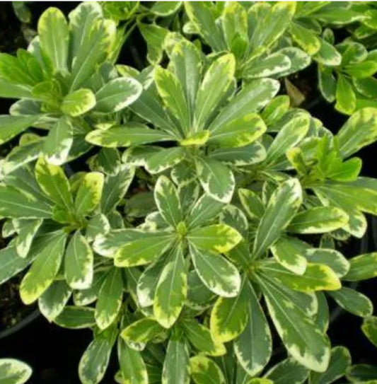 *RETAIL - Pittosporum tobira 'Shiina