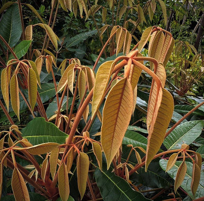 Schefflera delavayi