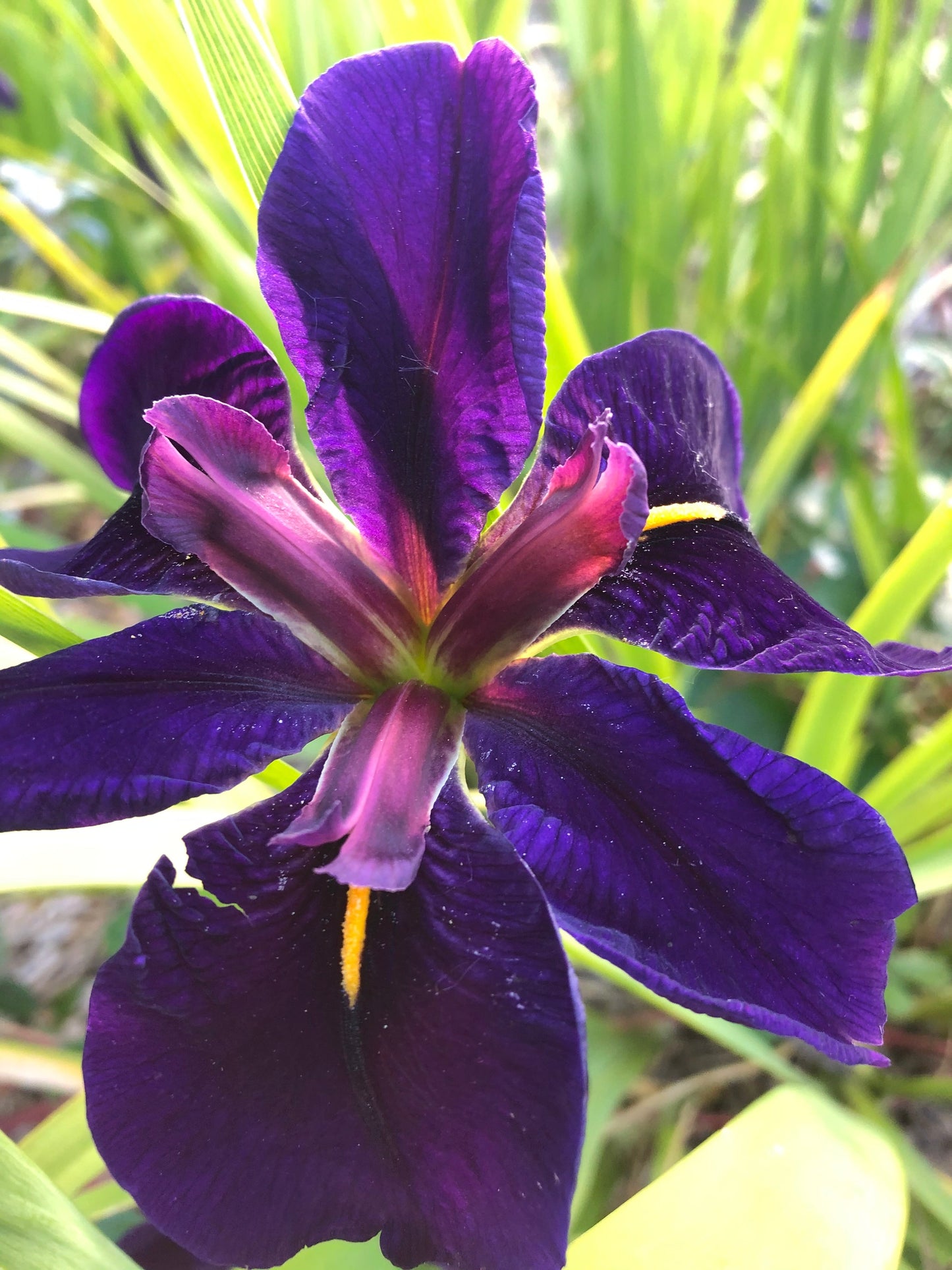 Iris 'Black Gamecock' [Louisiana hybrid]