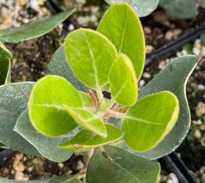 Arctostaphylos columbiana [Lawrence large]