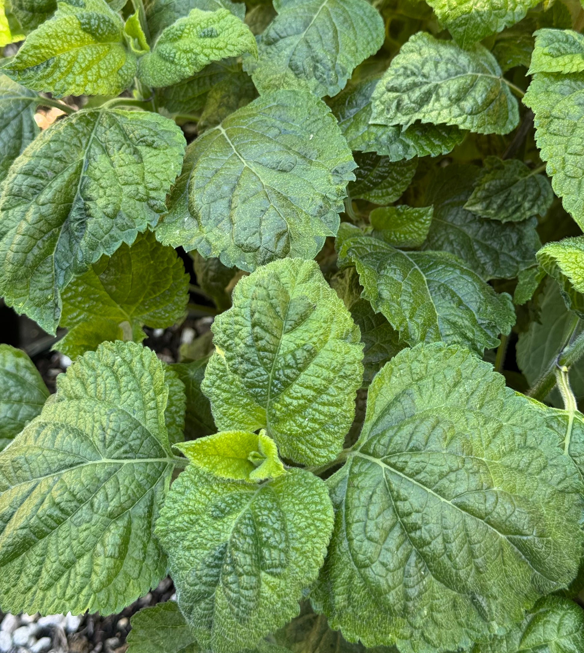 Salvia mexicana 'Variegata' Salvia mexicana 'Variegata'