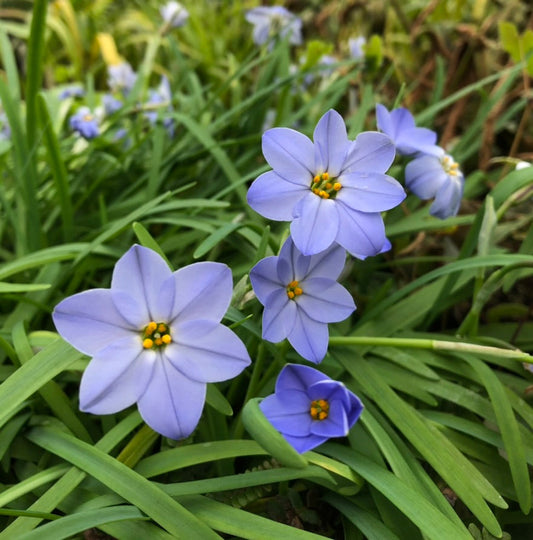 *RETAIL - Ipheion uniflorum 'Froyle Mill'