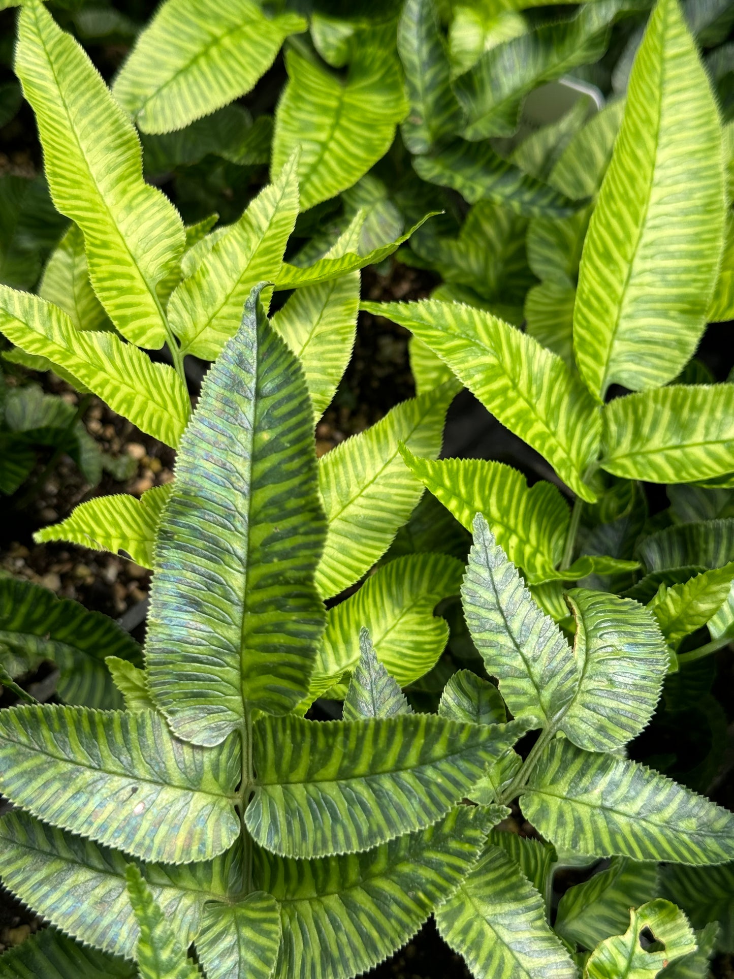 *RETAIL - Coniogramme emeiensis 'Golden Zebra'