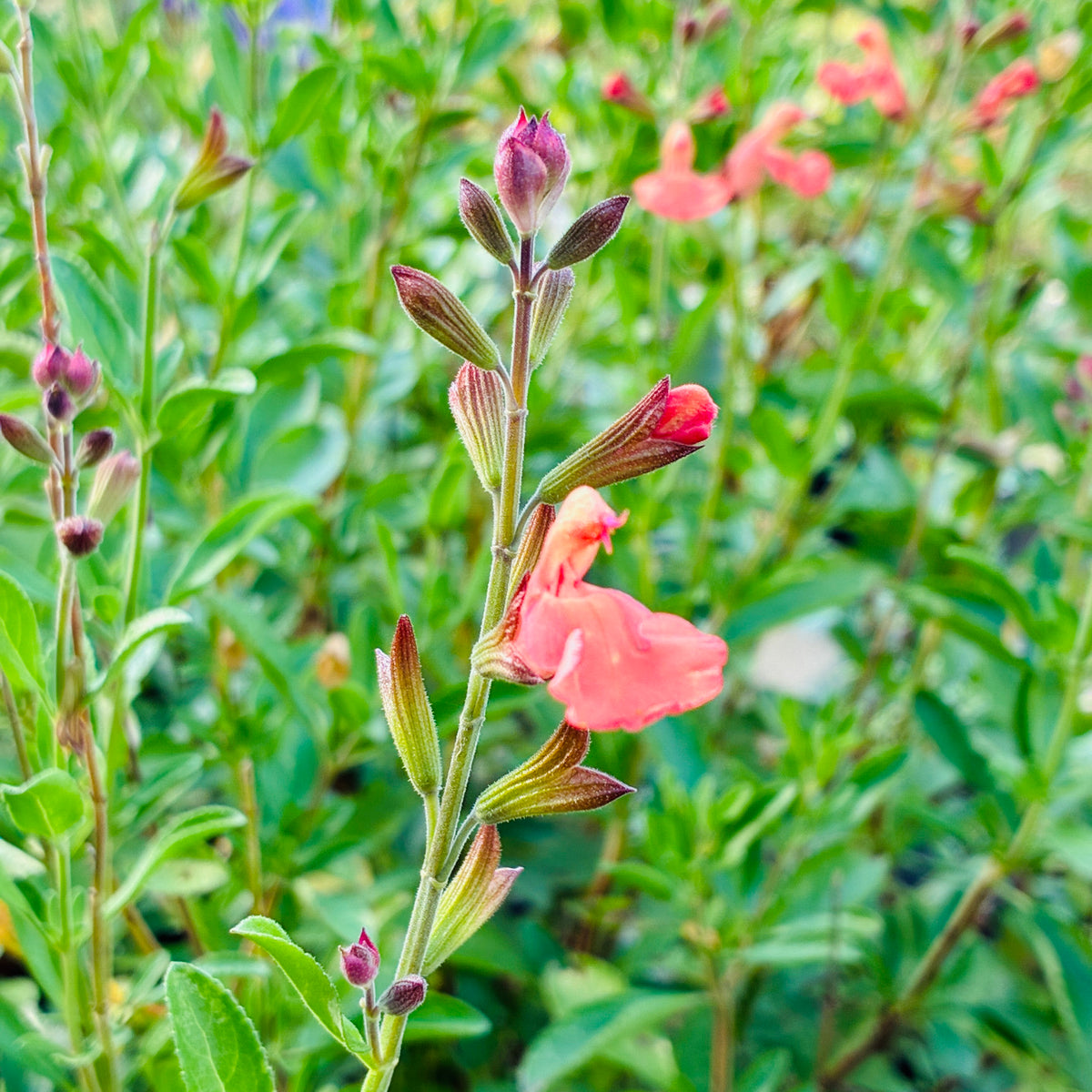 Salvia greggii 'California Sunset'