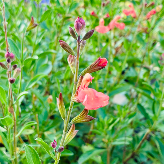 Salvia greggii 'California Sunset'