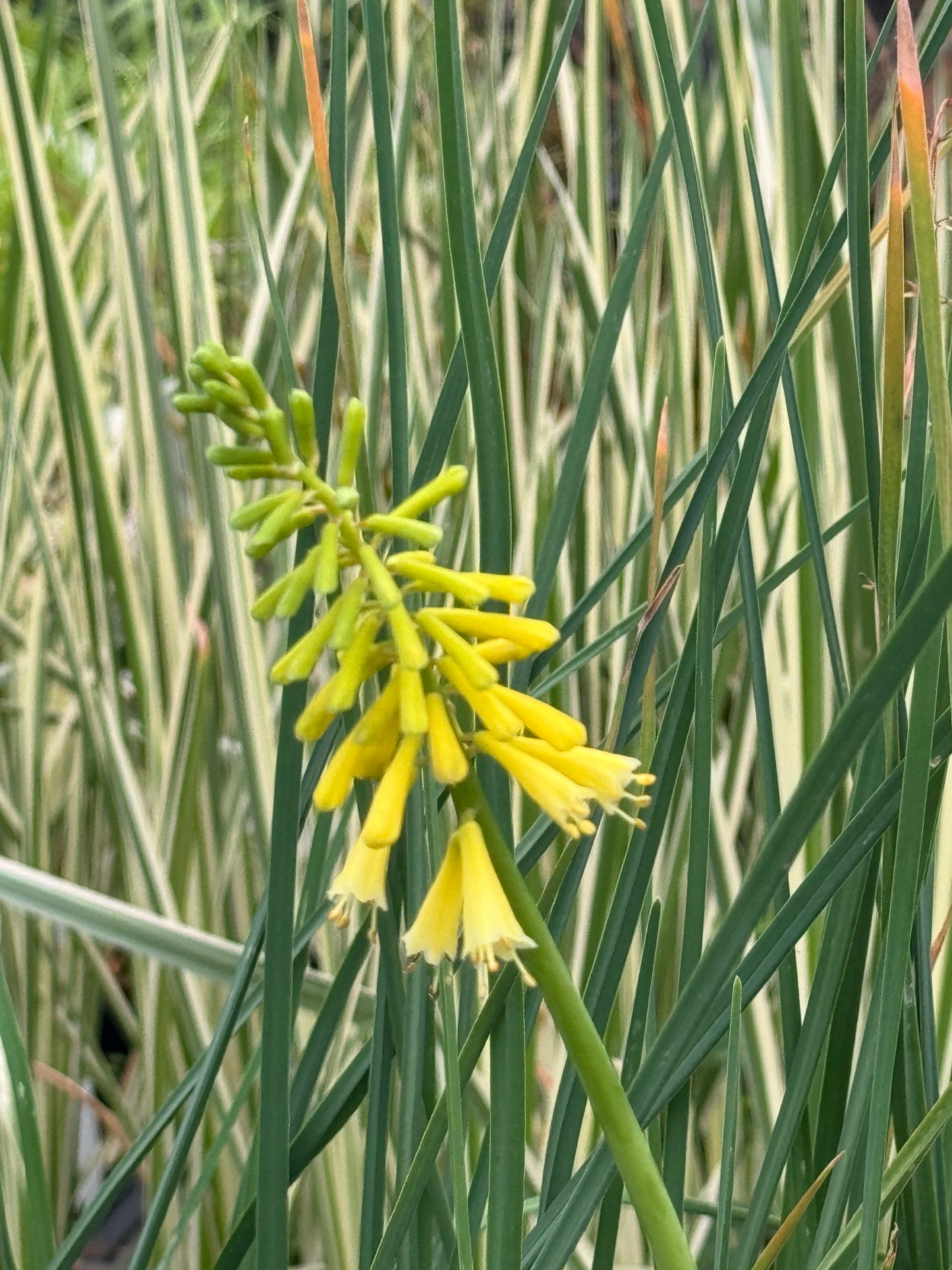 Kniphofia pauciflora