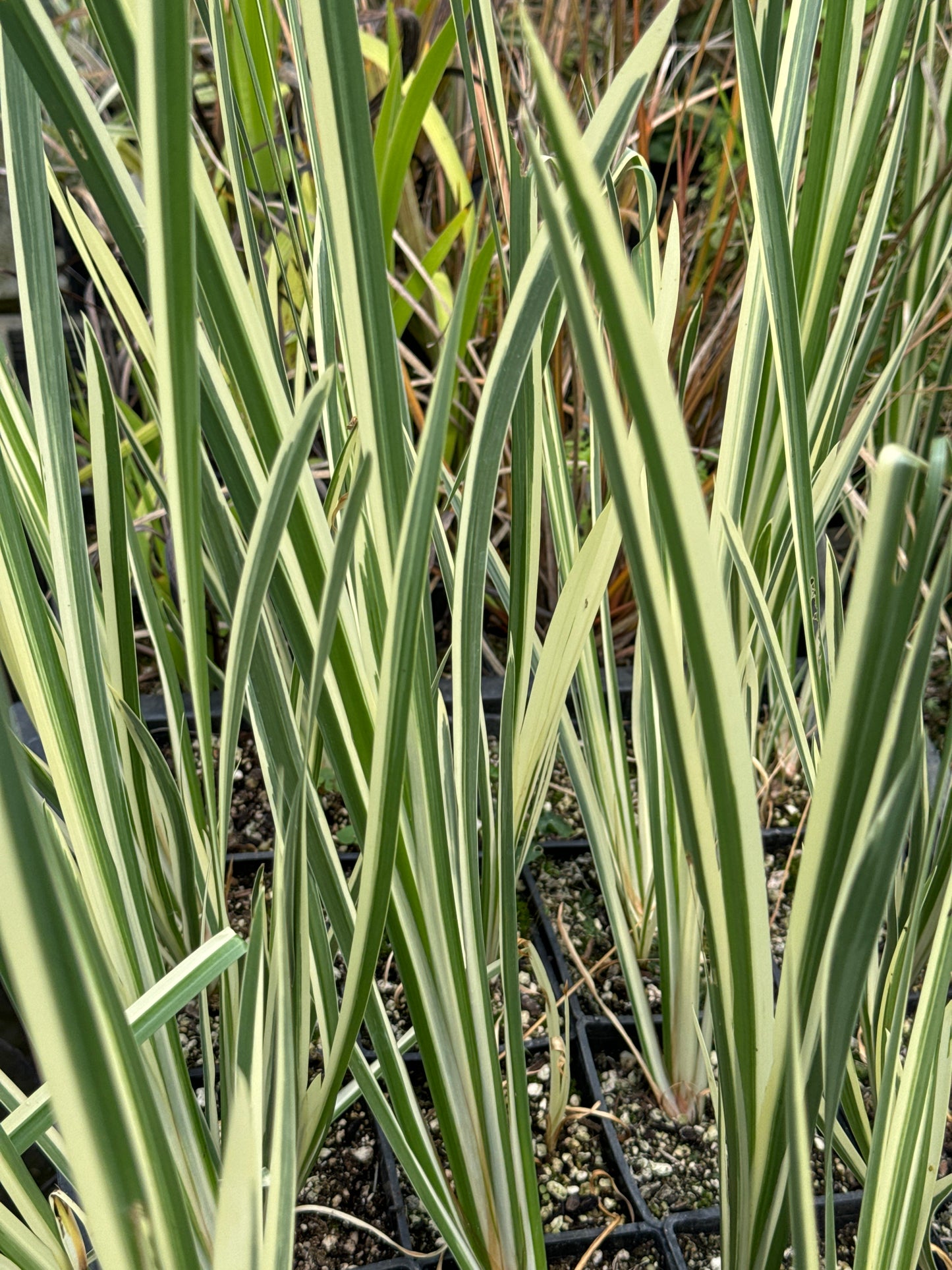 Acorus calamus 'Variegatus'