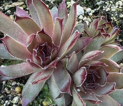 *RETAIL - Sempervivum 'Jeramia'