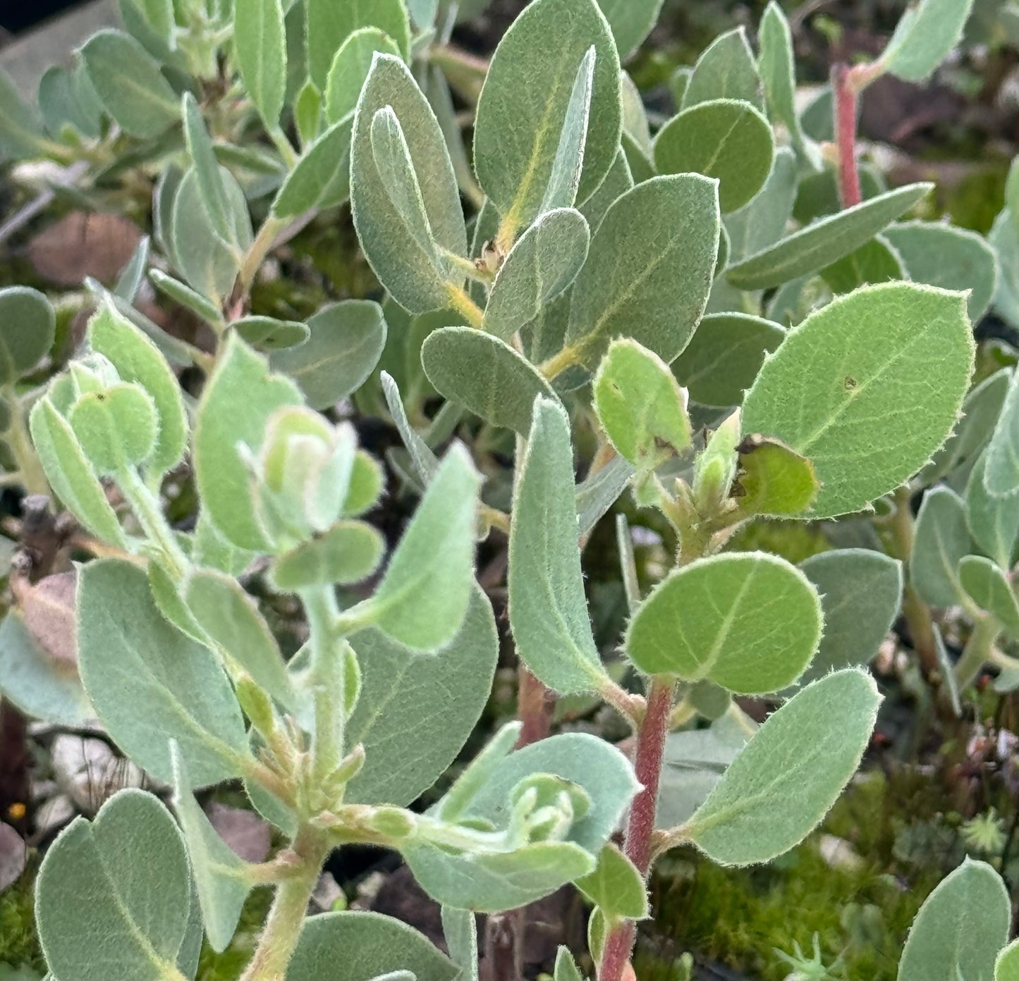 Arctostaphylos obispoensis