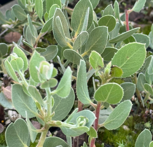 Arctostaphylos obispoensis