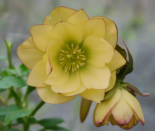 *RETAIL - Helleborus x 'Golden Lotus'