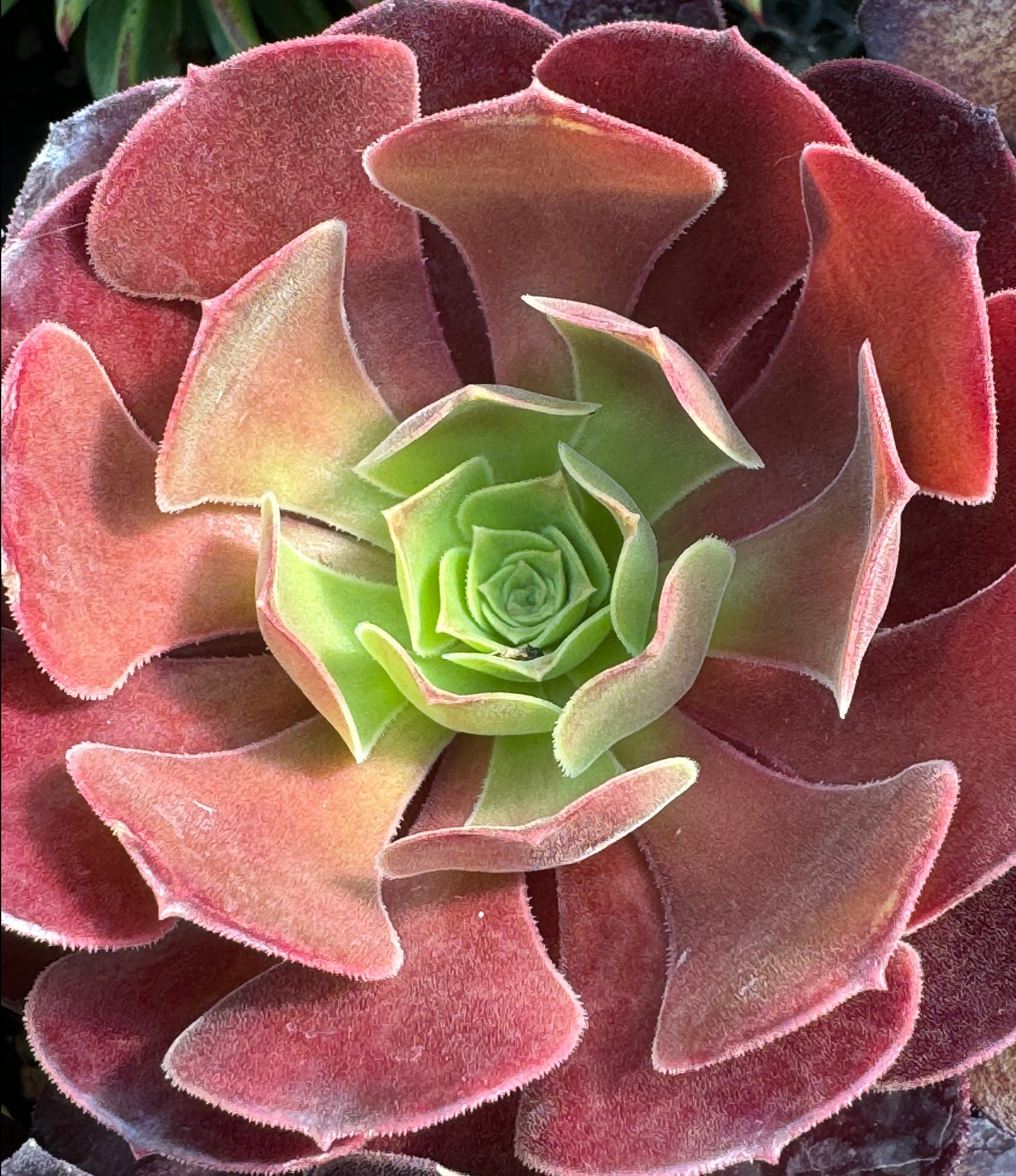 red aeonium succulent RETAIL
