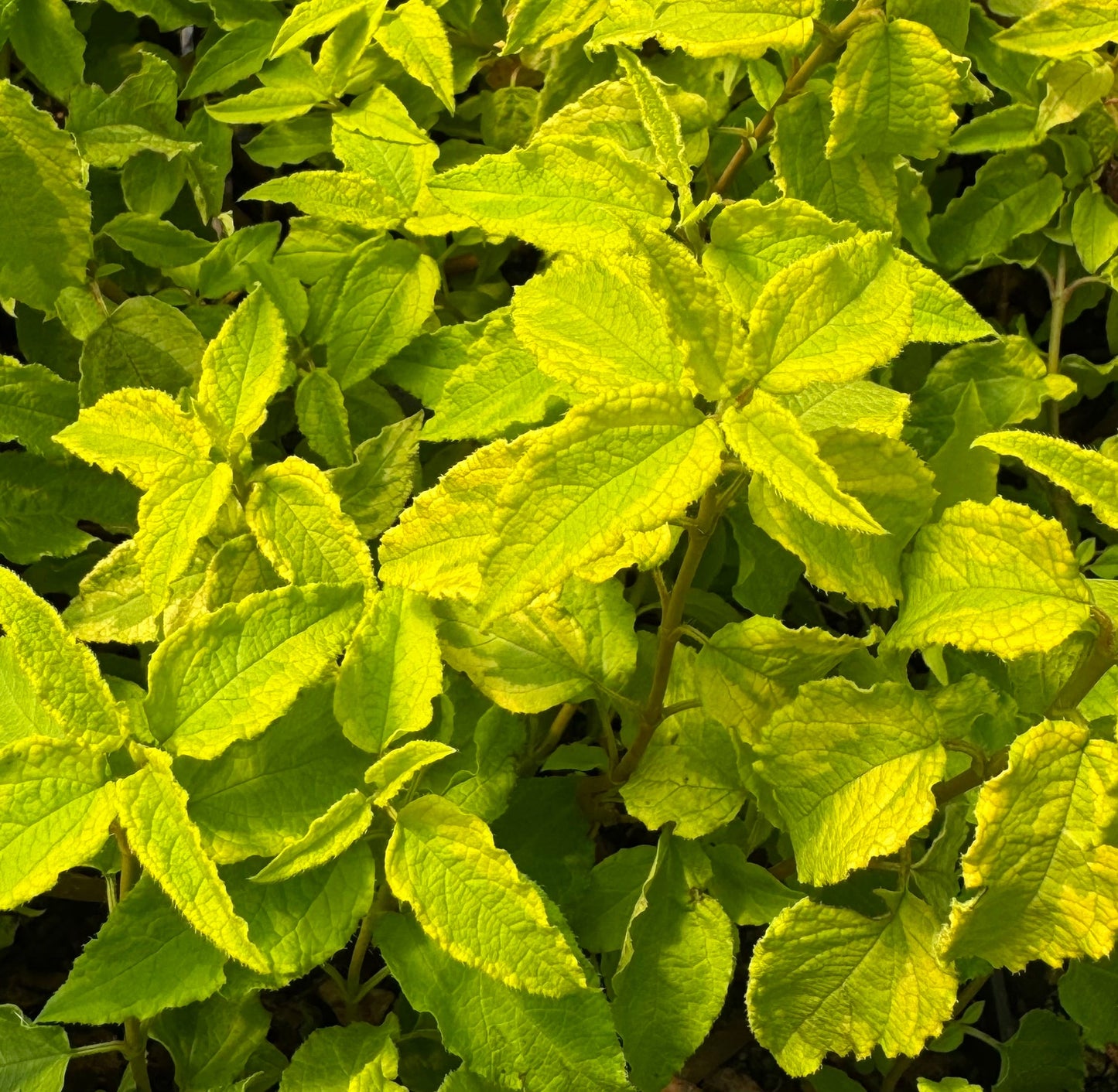 Cistus x hybridus 'Gold Prize'