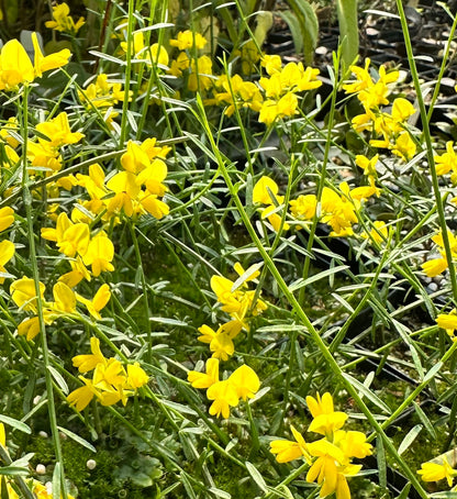 Genista lydia