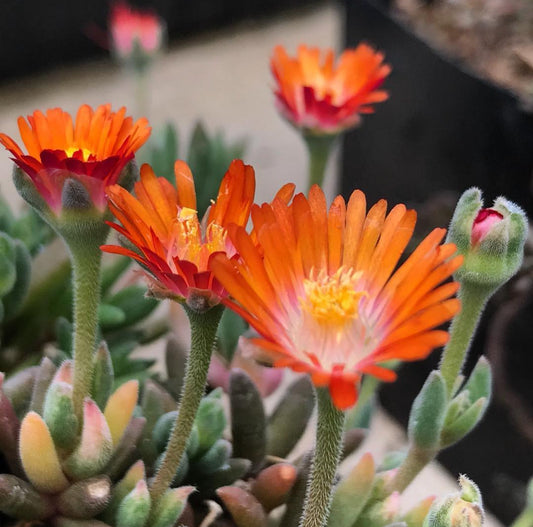 *RETAIL - Delosperma x 'Jewel of the Desert Topaz'
