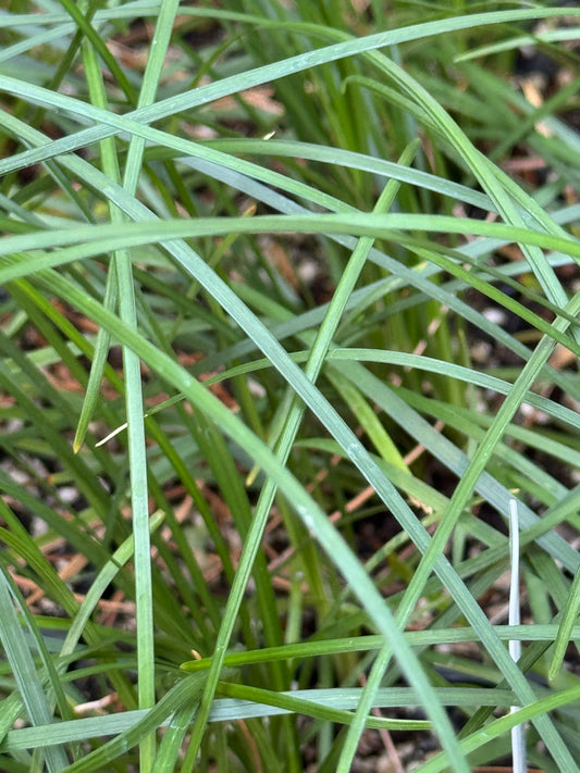 *RETAIL - Ophiopogon clarkei