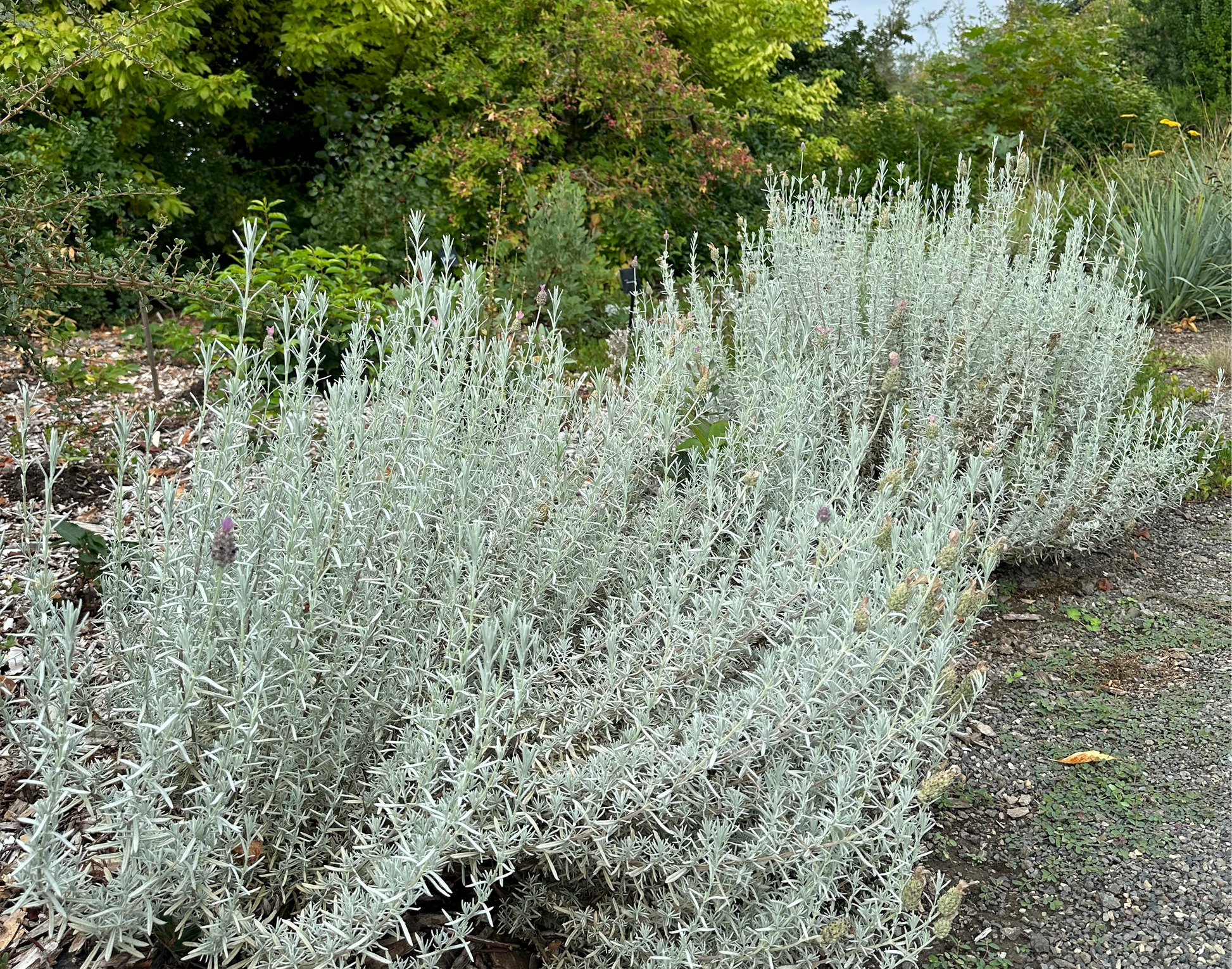 anouk lavender tree care Lavandula stoechas 'Silver Anouk' – Cistus Nursery