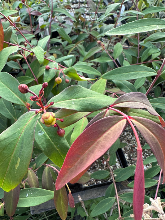 Hypericum fortuneana 'Purple Fountain'