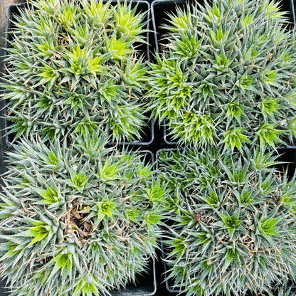 *RETAIL - Deuterocohnia brevifolia