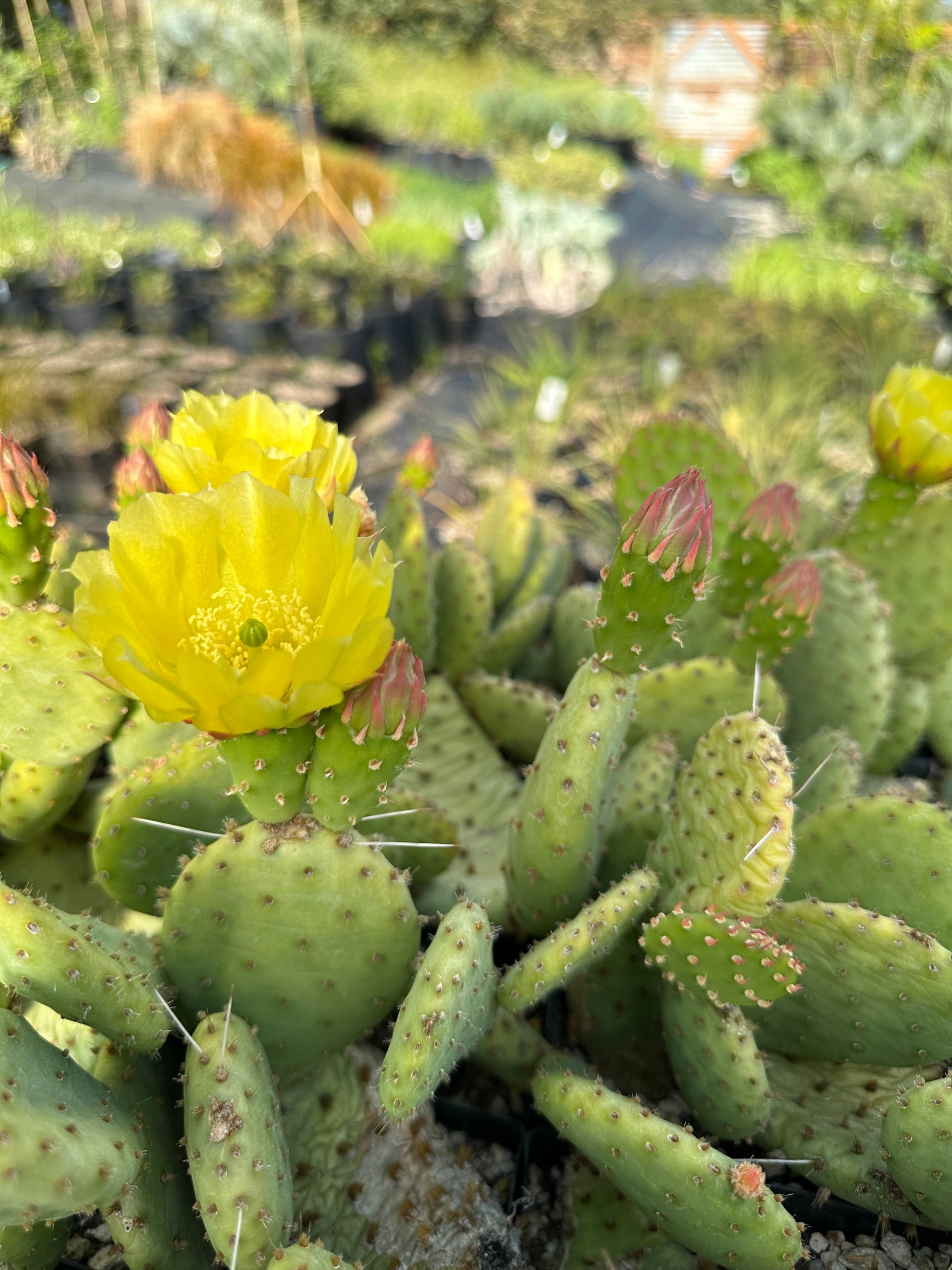 prickly pear cactus south carolina Opuntia humifusa