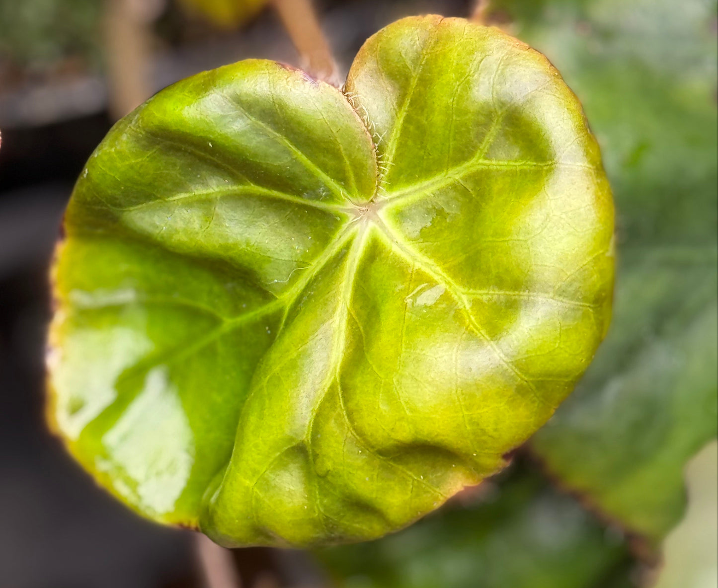 Begonia erythrophylla