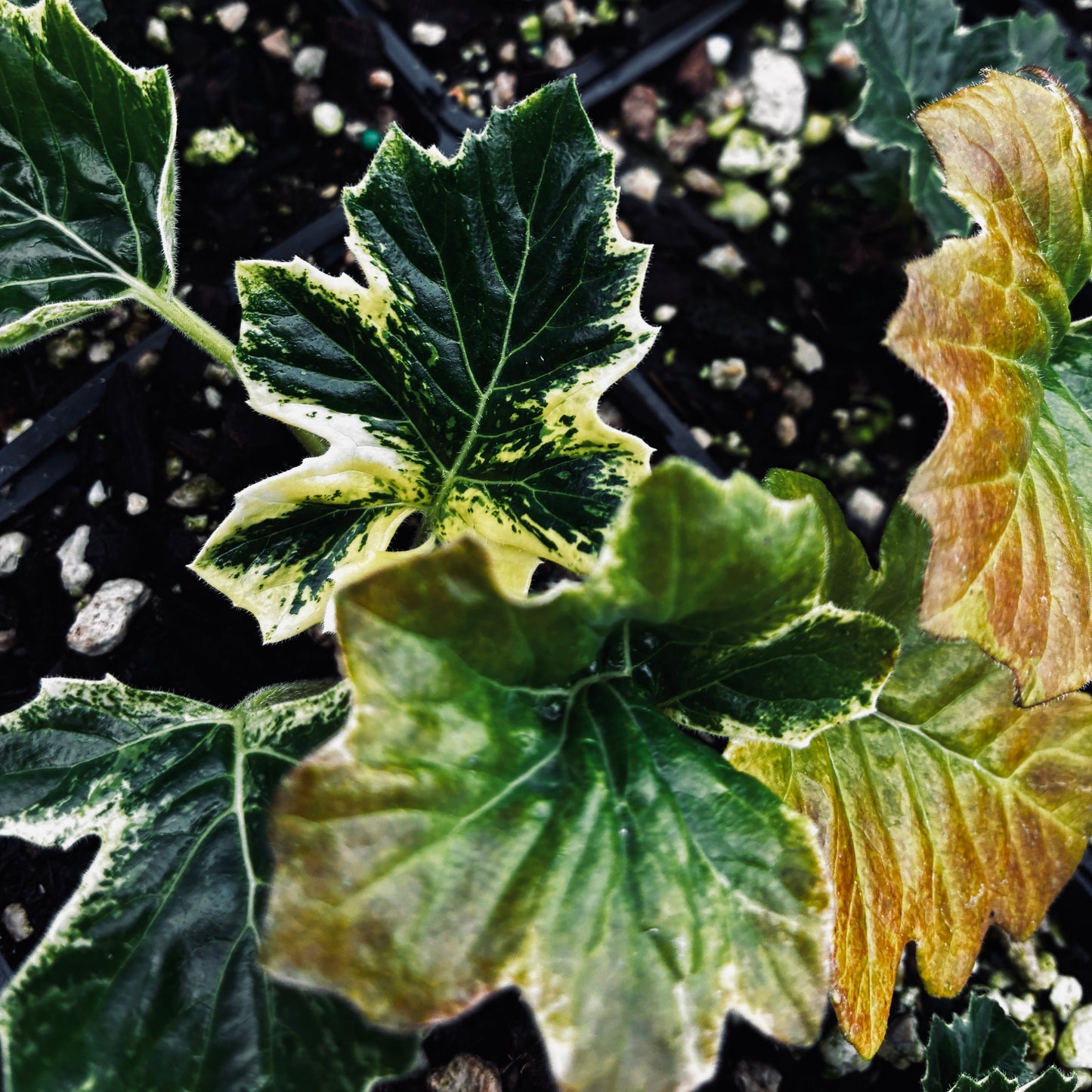Acanthus 'Whitewater' PP23342