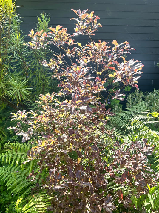 Pittosporum tenuifolium 'Atropurpureum'