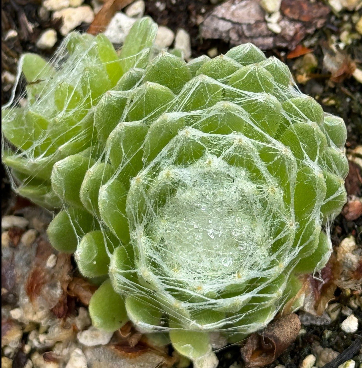 Sempervivum 'Jack Frost'